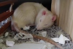 Derek finding ways of sleeping in the heat