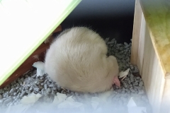 Derek finding ways of sleeping in the heat