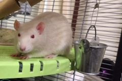 Ronnie cooling off on the food shelf