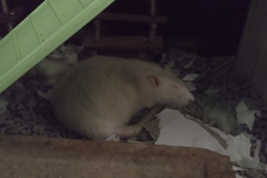 Derek finding ways of sleeping in the heat