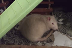 Derek finding ways of sleeping in the heat