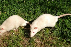 Ronnie and Derek cooling off in the garden