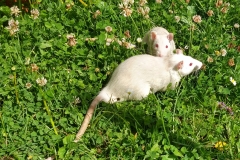 Ronnie and Derek cooling off in the garden