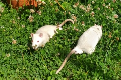 Ronnie and Derek cooling off in the garden
