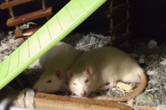 Sleeping in the heat