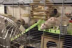 Enjoying cool air from a fan with an ice pack  ttached