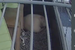 Derek finding ways of sleeping in the heat