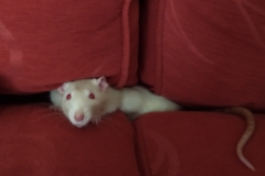 Derek in the sofa