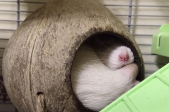 Ronnie sleeping in the coconut shell