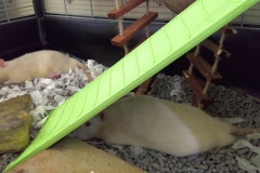 Ronnie and Derek cooling off during hot weather