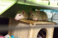 Ronnie and Derek on their house