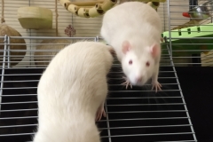 Ronnie and Derek at the cage