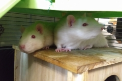 Ronnie and Derek on their house