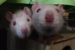 Ronnie and Derek on their house