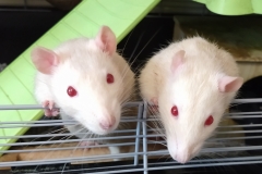 Ronnie and Derek at the cage