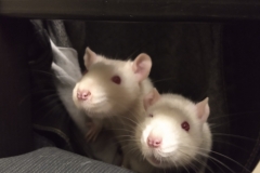 Ronnie and Derek exploring a chair