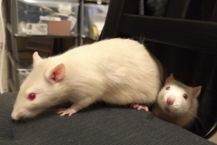 Ronnie and Derek exploring a chair