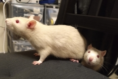 Ronnie and Derek exploring a chair