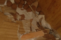 Stockpiled rat nuggets in their house