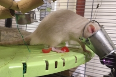 Enjoying eating home-grown tomato