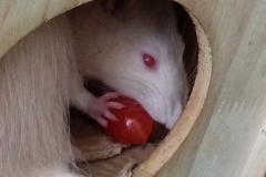 Enjoying eating home-grown tomato