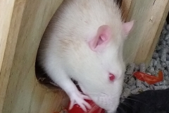 Enjoying eating home-grown tomato