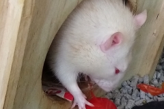 Enjoying eating home-grown tomato