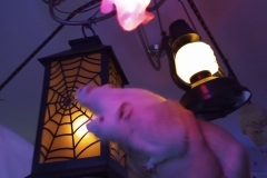 Ronnie and Derek with some spooky decorations