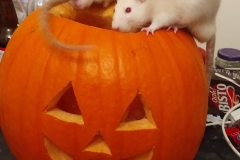 Ronnie and Derek exploring a pumpkin