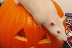 Derek exploring a pumpkin