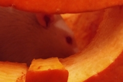 Derek in a pumpkin