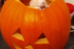 Derek in a pumpkin