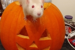 Derek exploring a pumpkin