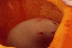 Derek in a pumpkin
