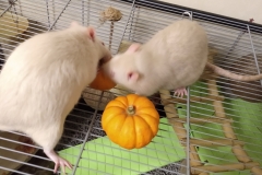 Ronnie and Derek tucking into their pumpkins