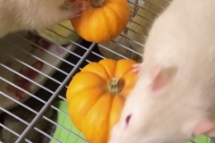 Ronnie and Derek tucking into their pumpkins