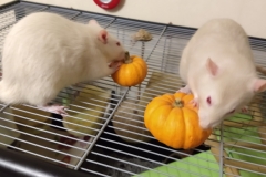 Ronnie and Derek tucking into their pumpkins