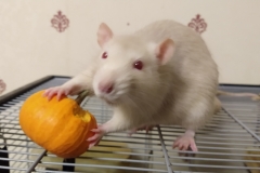 Derek tucking into his pumpkin
