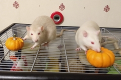 Ronnie and Derek tucking into their pumpkins