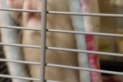 Both rats in one tube