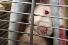 Both rats in one tube