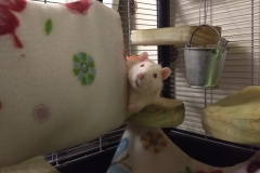 Ronnie being pushed out of the tube by Derek