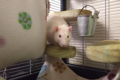 Ronnie after being pushed out of the tube by Derek