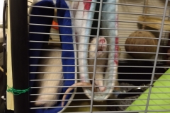 Rats in the tubes