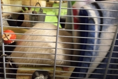 Ronnie nosing around the tube