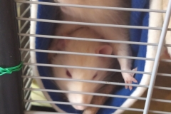 Both rats in one tube