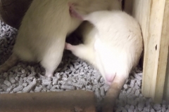Play fighting