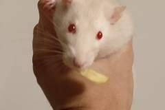 A chip off the old block