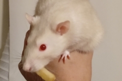 A chip off the old block