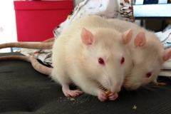 Derek trying to snatch food from Ronnie